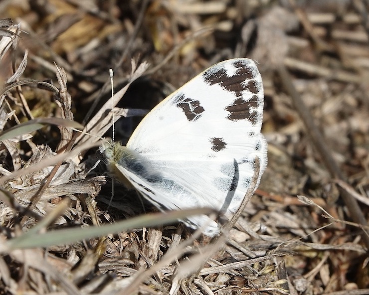 Bath white